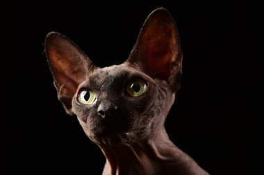Sphynx kedi portre siyah