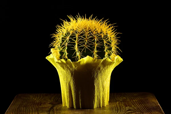 Gelber runder Kaktus Geschenk verpackt — Stockfoto