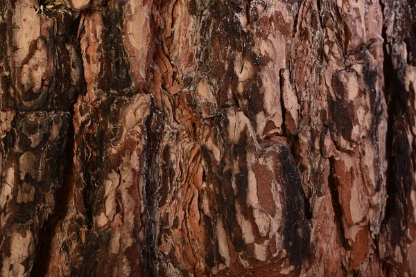 Tree bark backdrop — Stock Photo, Image