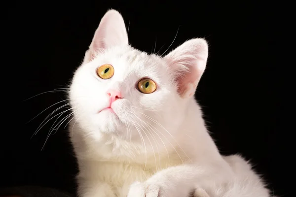 Pure white cat looking up — Stock Photo, Image