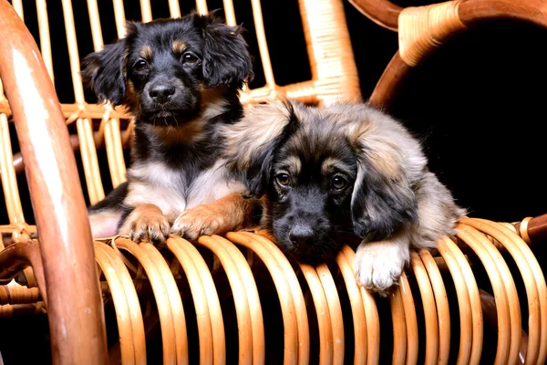 İki sevimli pupppies rattan sallanan sandalyede döşeme — Stok fotoğraf