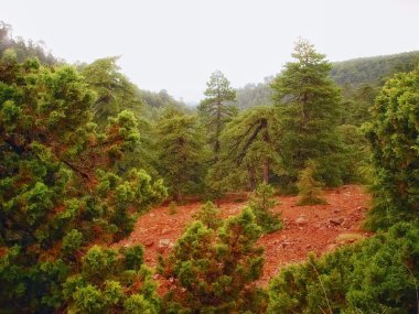 Olimpos Kıbrıs'ta bir orman
