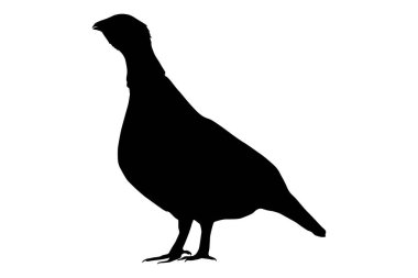 Batı capercaillie (Tetrao urogallus), Avrasya capercaillie, orman tavuğu, heather cock - zenci dişi horoz