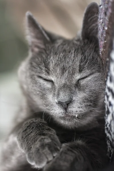 Retrato de gato gris — Foto de Stock