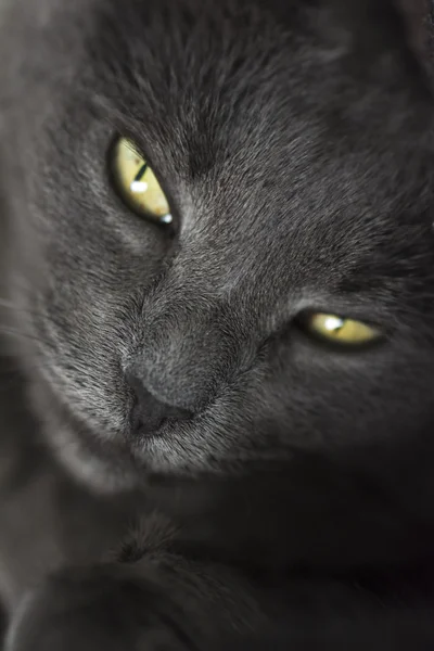 Grey Cat Portrait — Stock Photo, Image