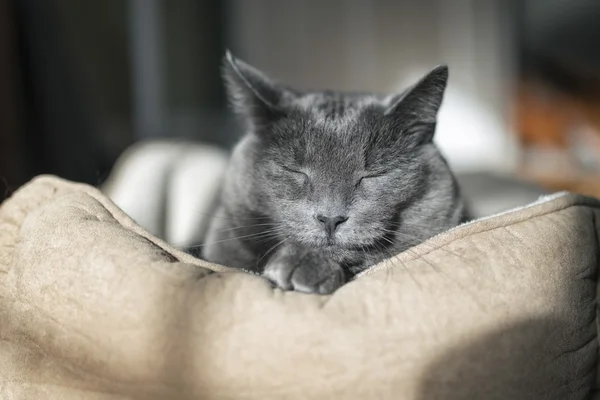 Gri kedi portre — Stok fotoğraf