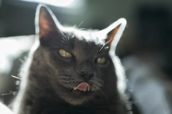 Grey Cat Portrait — Stock Photo, Image