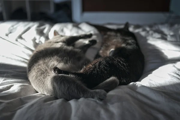 Biały i czarny kot, leżąc na łóżku — Zdjęcie stockowe