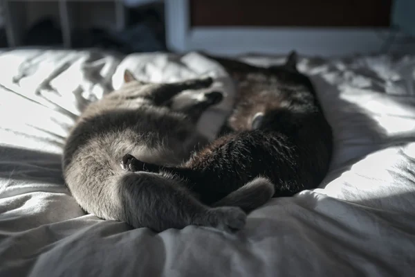 Bianco e nero gatto sdraiato su letto — Foto Stock