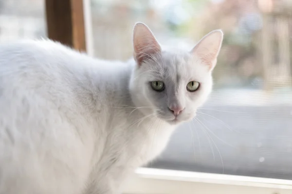 Retrato gato blanco — Foto de Stock