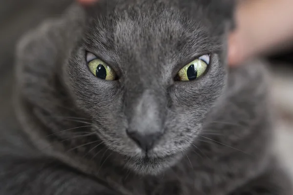 Retrato de gato gris — Foto de Stock