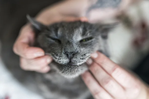 Retrato de gato cinza — Fotografia de Stock