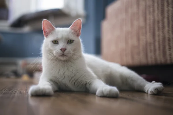 Beyaz kedi portresi — Stok fotoğraf