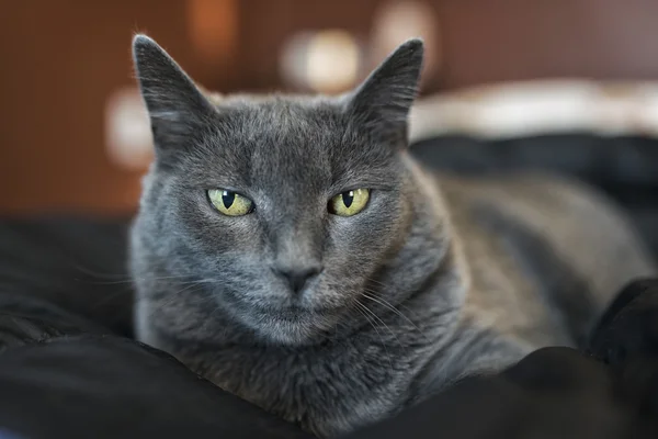 Retrato de gato gris — Foto de Stock