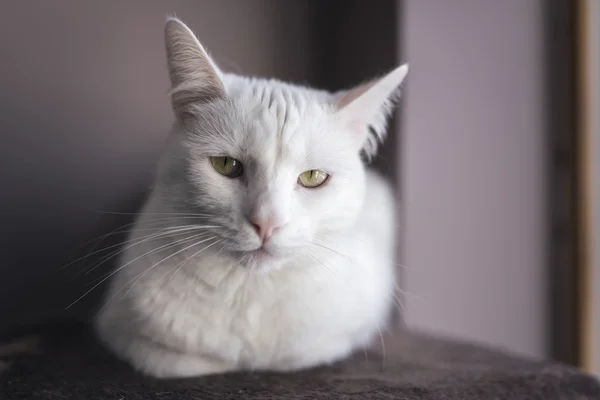 Porträt einer weißen Katze — Stockfoto