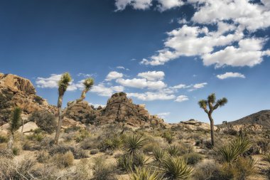 Joshua ağaçlar çölde