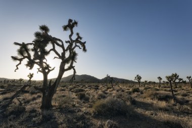 Joshua ağaçlar çölde