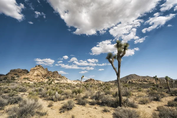 Joshua bomen in de woestijn — Stockfoto