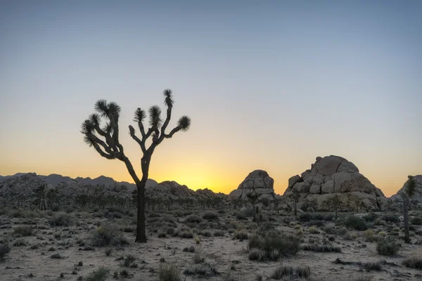 Joshua Árvores no deserto — Fotografia de Stock