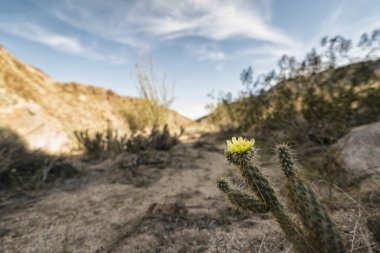 Çöl bitki Anza-Borrego State Park, Kaliforniya, ABD