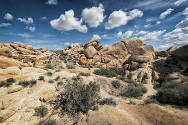 Joshua Tree Ulusal Parkı, Kaliforniya