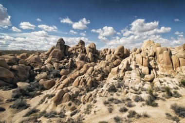 Joshua Tree Ulusal Parkı, Kaliforniya