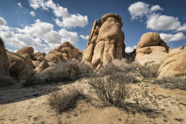 Joshua Tree Ulusal Parkı, Kaliforniya