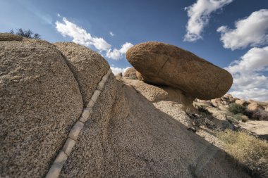 Joshua Tree Ulusal Parkı, Kaliforniya