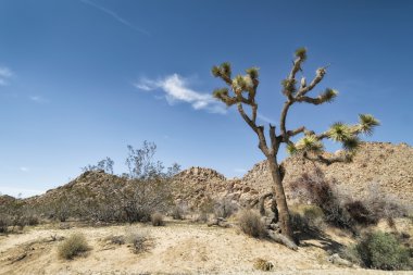 Joshua Tree Ulusal Parkı, Kaliforniya