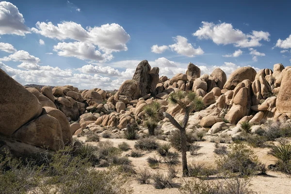 Joshua Tree National Park, California — Stock Photo, Image