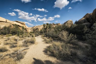 Joshua tree national park peyzaj