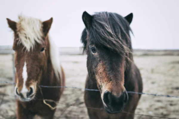 Iceland Ponies behind fence, Iceland — Stock Photo, Image