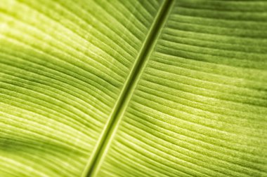 Yaprak yeşil Ayrıntılar