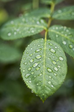 yaprak üzerinde Waterdrops