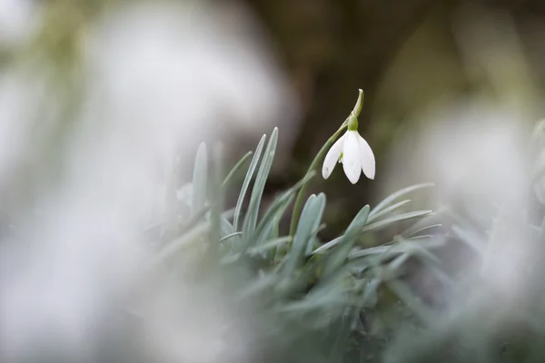 Queda de neve na primavera — Fotografia de Stock