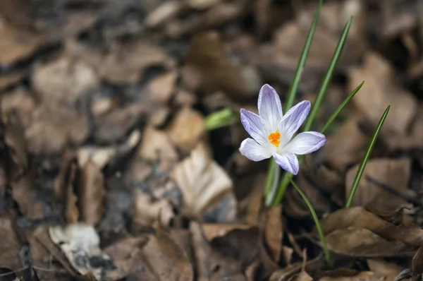 Primeiras flores de primavera — Fotografia de Stock