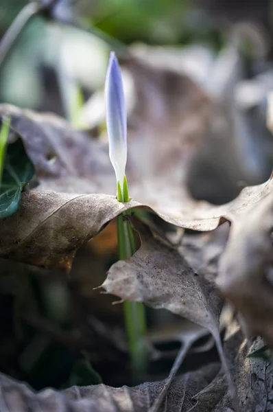 Primeiras flores de primavera — Fotografia de Stock