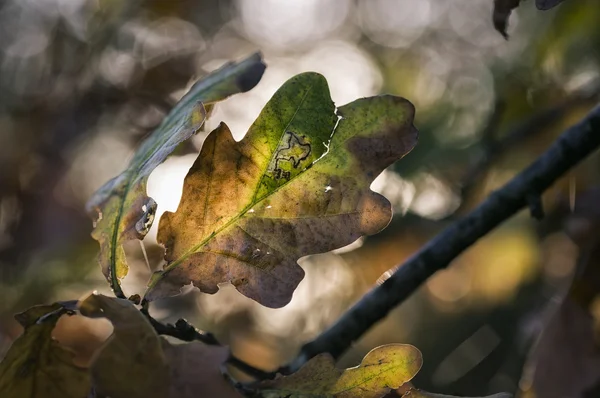 Listy na podzim — Stock fotografie