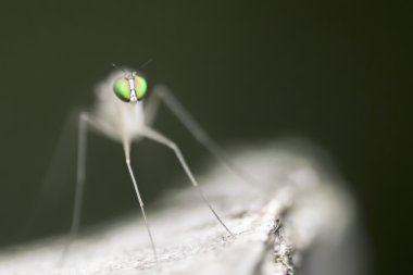 Neurigona quadrifasciata (long-leged fly)