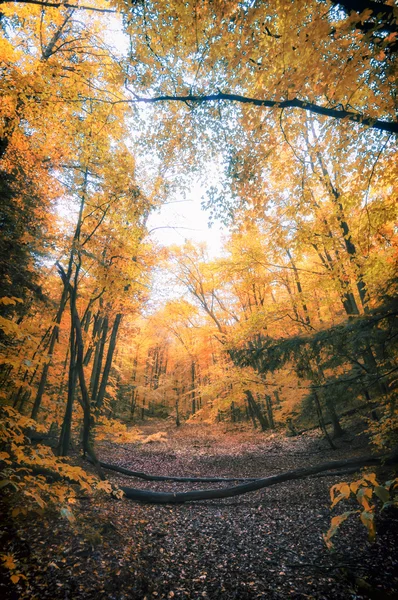 Fall Foliage in New England — Stock Photo, Image