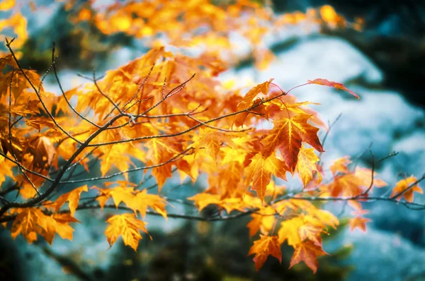 New England sonbaharda yapraklar — Stok fotoğraf