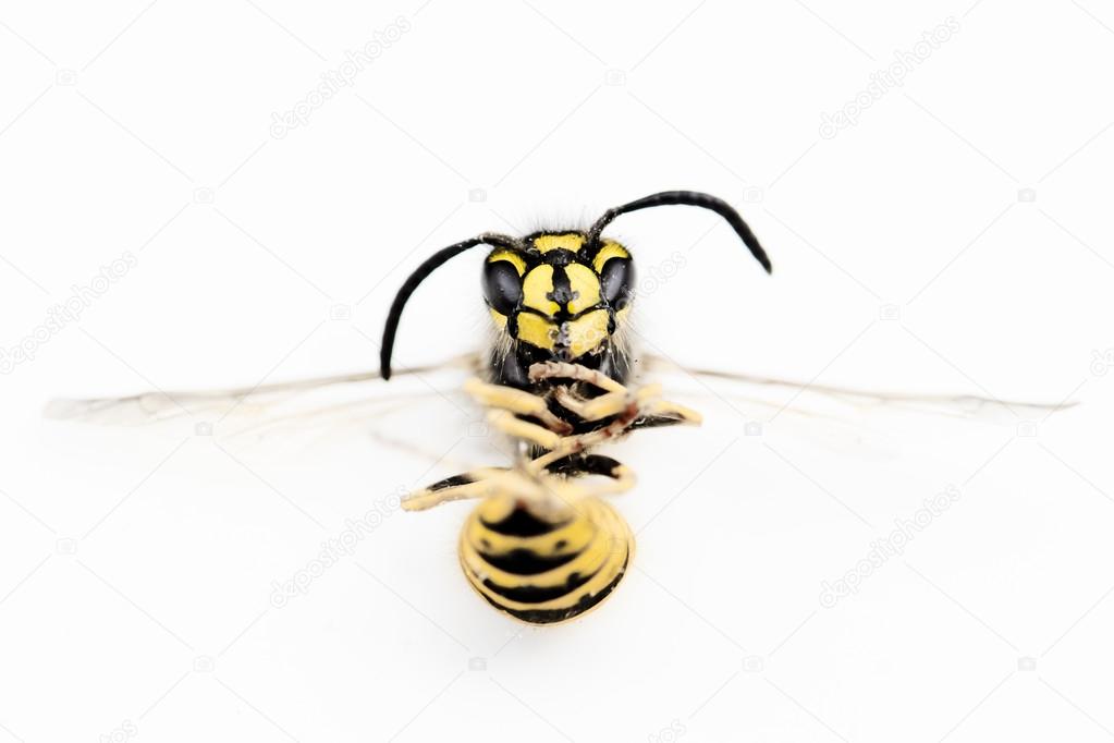 Macro photograph of a European Wasp