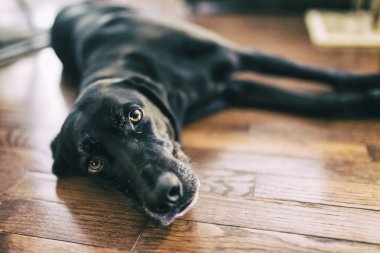 Köpek kişiliğe sahip