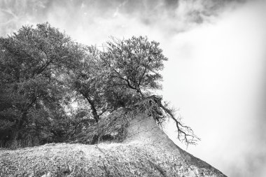 Jasmund Ulusal Parkı