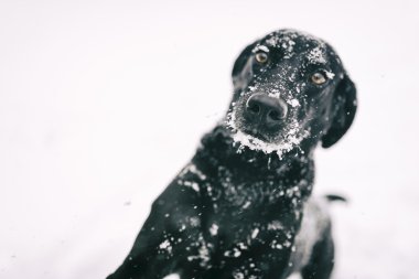 Köpek kişiliğe sahip