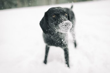 Köpek kişiliğe sahip