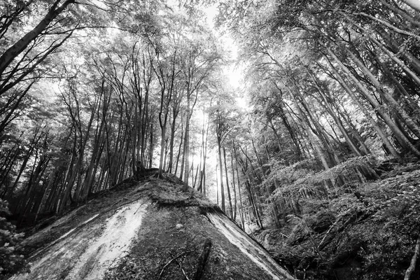 Parque Nacional Jasmund —  Fotos de Stock