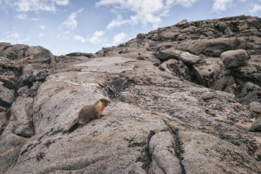 Marmot in the Sierra Nevada Mountains