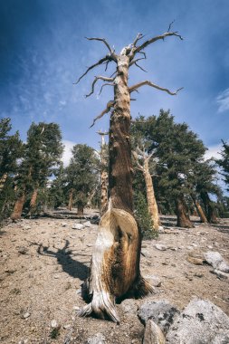 Sierra Nevada dağlarında manzara