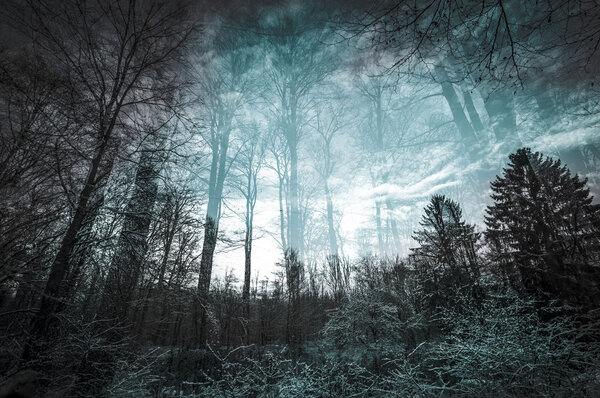 In-camera double exposure of a forest landscape
